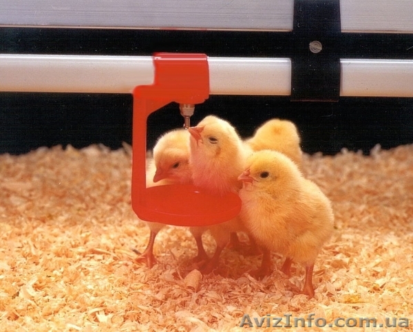 Поилка ниппельная для кур в сборе - <ro>Изображение</ro><ru>Изображение</ru> #1, <ru>Объявление</ru> #867852