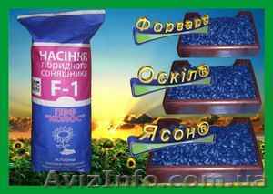 Элитные гибриды подсолнечника: Ясон, Форвард. - <ro>Изображение</ro><ru>Изображение</ru> #1, <ru>Объявление</ru> #863932