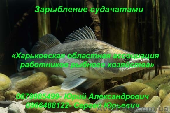 Зарыбление судачатами - <ro>Изображение</ro><ru>Изображение</ru> #1, <ru>Объявление</ru> #866766