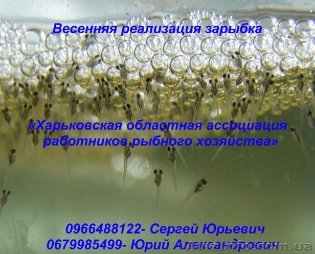 Весенняя реализация зарыбка - <ro>Изображение</ro><ru>Изображение</ru> #1, <ru>Объявление</ru> #867634