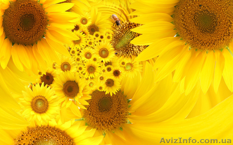Семена подсолнечника с доставкой - <ro>Изображение</ro><ru>Изображение</ru> #1, <ru>Объявление</ru> #880193