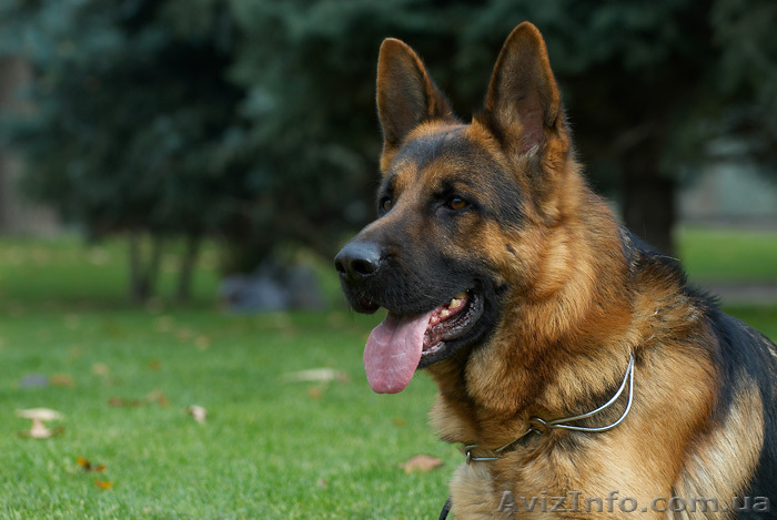  щенки немецкой овчарки в Харькове - <ro>Изображение</ro><ru>Изображение</ru> #1, <ru>Объявление</ru> #875318