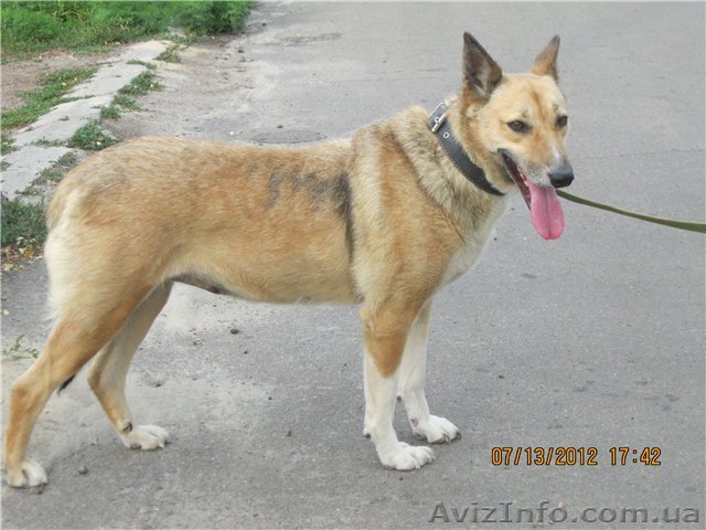 Крупная собака Альма в добрые руки охранник - <ro>Изображение</ro><ru>Изображение</ru> #1, <ru>Объявление</ru> #881043