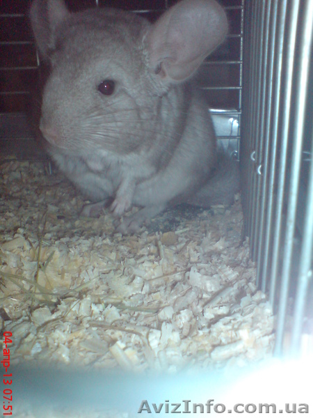 Продам шиншиллят недорого - <ro>Изображение</ro><ru>Изображение</ru> #1, <ru>Объявление</ru> #886344