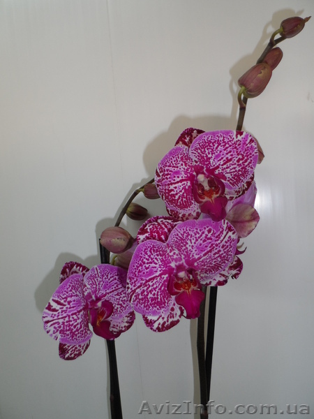 Фаленопсис(2 цветоноса) - <ro>Изображение</ro><ru>Изображение</ru> #1, <ru>Объявление</ru> #874658