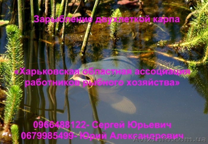 Зарыбление двухлеткой карпа - <ro>Изображение</ro><ru>Изображение</ru> #1, <ru>Объявление</ru> #874920