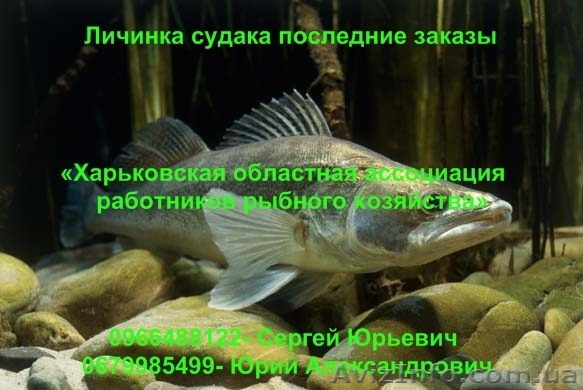 Личинка судака последние заказы - <ro>Изображение</ro><ru>Изображение</ru> #1, <ru>Объявление</ru> #892927
