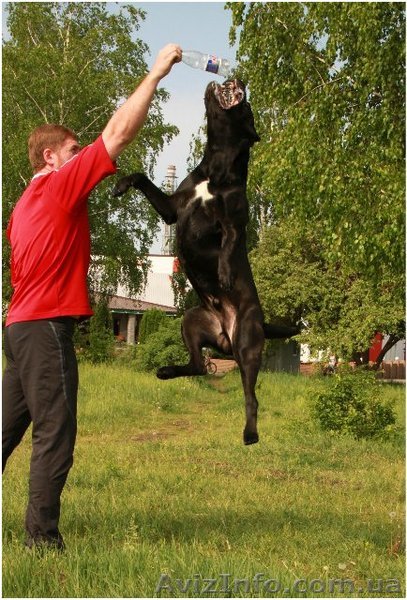 Физнагрузки собак. Активный выгул. - <ro>Изображение</ro><ru>Изображение</ru> #1, <ru>Объявление</ru> #579947