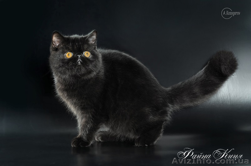 Котята экзоты питомник купить  - <ro>Изображение</ro><ru>Изображение</ru> #1, <ru>Объявление</ru> #894504