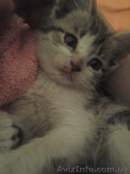 Продам кошечку* - <ro>Изображение</ro><ru>Изображение</ru> #1, <ru>Объявление</ru> #898801