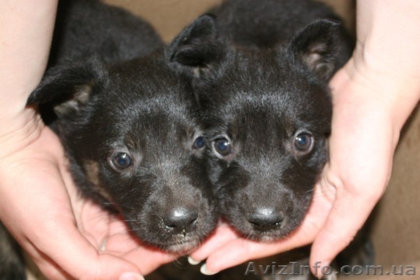 Черные щенки мальчики в хорошие руки! 1 мес. - <ro>Изображение</ro><ru>Изображение</ru> #1, <ru>Объявление</ru> #903934