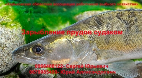 Зарыбление прудов судаком - <ro>Изображение</ro><ru>Изображение</ru> #1, <ru>Объявление</ru> #896646