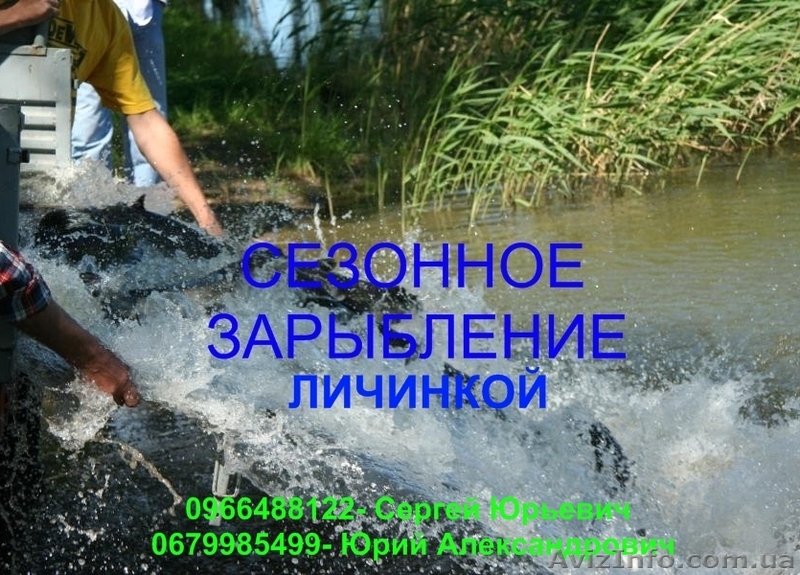 Личинка карпа по низким ценам - <ro>Изображение</ro><ru>Изображение</ru> #1, <ru>Объявление</ru> #900789