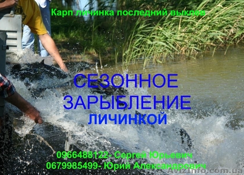 Карп личинка последний выклев - <ro>Изображение</ro><ru>Изображение</ru> #1, <ru>Объявление</ru> #903192
