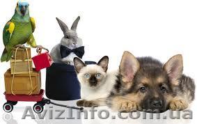 Зоогостиница «Пес Барбос» Харьков - <ro>Изображение</ro><ru>Изображение</ru> #1, <ru>Объявление</ru> #898011