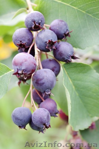 Ирга круглолистная, обыкновенная, саженцы ирги - <ro>Изображение</ro><ru>Изображение</ru> #1, <ru>Объявление</ru> #913305