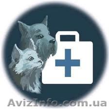 Ветеринарная клиника. Круглосуточно! Пос. Жуковского - <ro>Изображение</ro><ru>Изображение</ru> #1, <ru>Объявление</ru> #916829