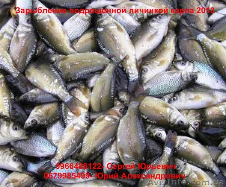 Зарыбление подрощенной личинкой карпа 2013 - <ro>Изображение</ro><ru>Изображение</ru> #1, <ru>Объявление</ru> #909223