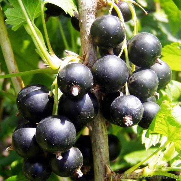 саженцы черной смородины (оптом) - <ro>Изображение</ro><ru>Изображение</ru> #1, <ru>Объявление</ru> #925131