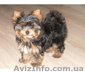 мальчик и девочка йоркширского терьера - <ro>Изображение</ro><ru>Изображение</ru> #1, <ru>Объявление</ru> #925516