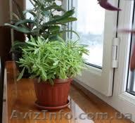 Подоконники ПВХ Danke (Данке) - <ro>Изображение</ro><ru>Изображение</ru> #1, <ru>Объявление</ru> #936477