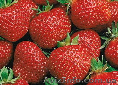 Саженцы клубники отличных новейших сортов - <ro>Изображение</ro><ru>Изображение</ru> #1, <ru>Объявление</ru> #949726