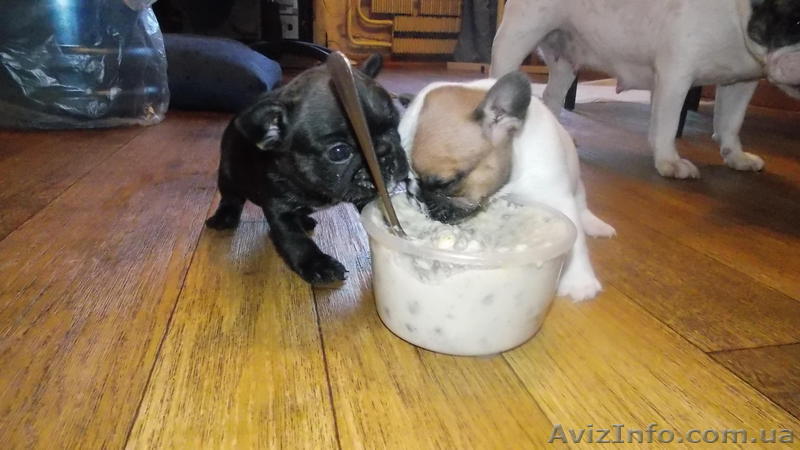 продам щенков французкого бульдога - <ro>Изображение</ro><ru>Изображение</ru> #1, <ru>Объявление</ru> #941495