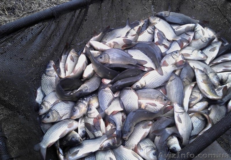 Малек от 15 грн - <ro>Изображение</ro><ru>Изображение</ru> #1, <ru>Объявление</ru> #950130