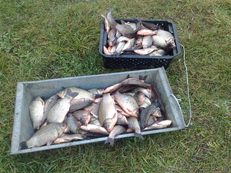 Карп для зарыбления - <ro>Изображение</ro><ru>Изображение</ru> #1, <ru>Объявление</ru> #951252