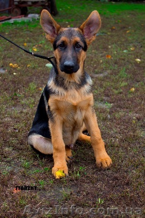 Немецкая овчарка щенок  подрощенный кобель - <ro>Изображение</ro><ru>Изображение</ru> #1, <ru>Объявление</ru> #968279
