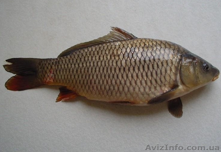 Лучшее предложение по зарыблению - <ro>Изображение</ro><ru>Изображение</ru> #1, <ru>Объявление</ru> #965155