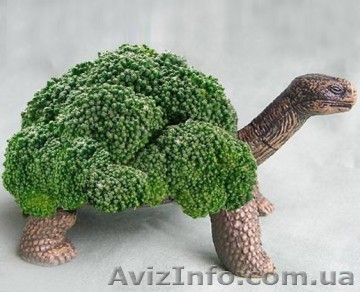 Курс Ландшафтный дизайн в Харькове. Звоните. - <ro>Изображение</ro><ru>Изображение</ru> #1, <ru>Объявление</ru> #954929