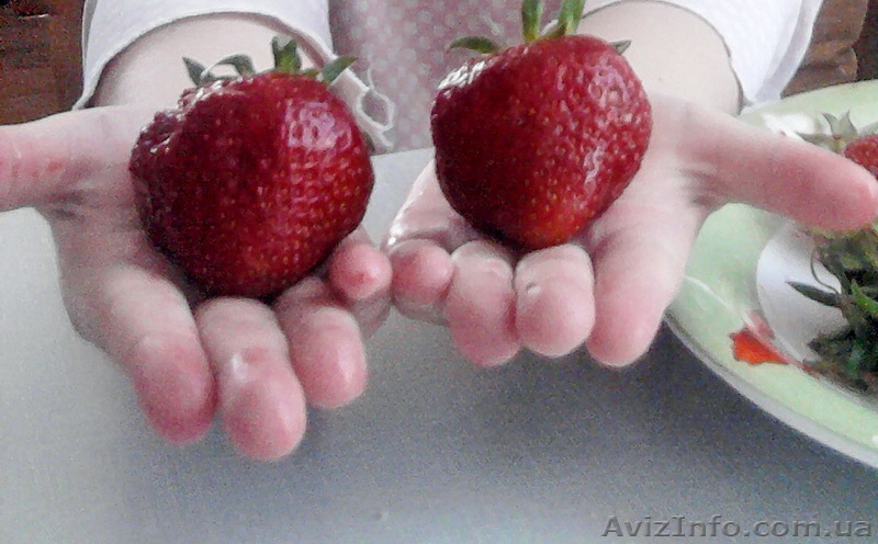 Саженцы садовой земляники \"Ольвия\". Супер ранний сорт - <ro>Изображение</ro><ru>Изображение</ru> #1, <ru>Объявление</ru> #954943