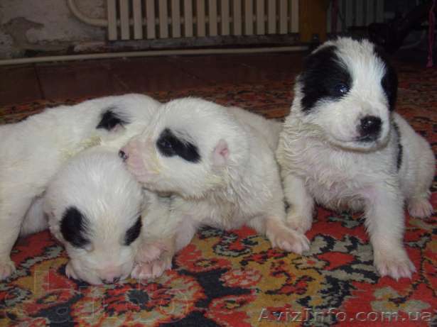 Продам щенков Средне  азиатской овчарки (Алабай) - <ro>Изображение</ro><ru>Изображение</ru> #1, <ru>Объявление</ru> #981870