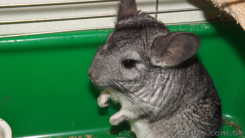 продам шиншиллу девочку 2 года - <ro>Изображение</ro><ru>Изображение</ru> #1, <ru>Объявление</ru> #969465