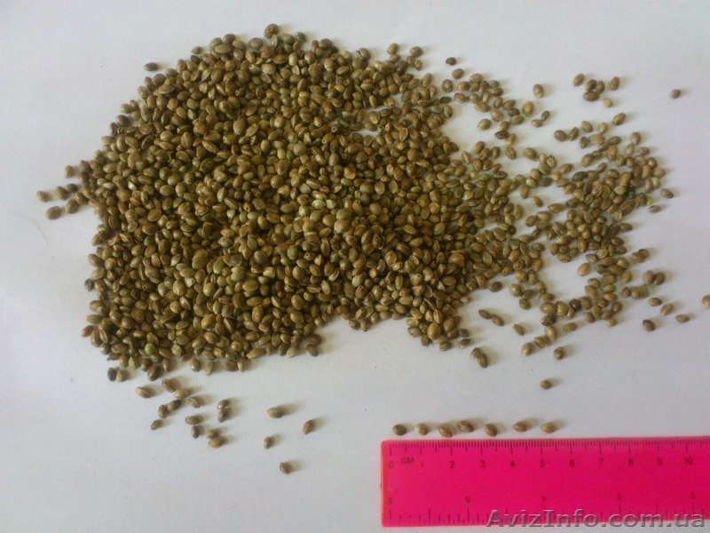 Семечка конопляная техническая - <ro>Изображение</ro><ru>Изображение</ru> #1, <ru>Объявление</ru> #982300