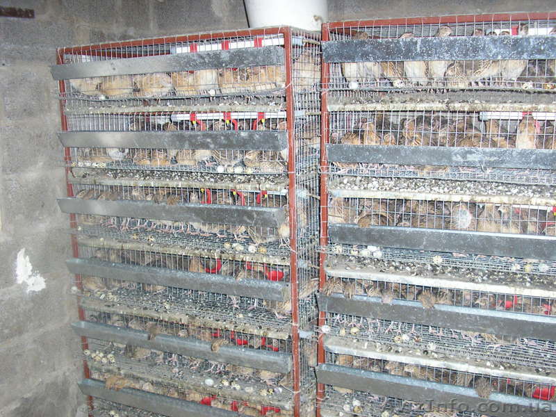 Купить перепела, перепёлки, инкубационное яйцо, мясо и яйцо перепелов. - <ro>Изображение</ro><ru>Изображение</ru> #1, <ru>Объявление</ru> #983082