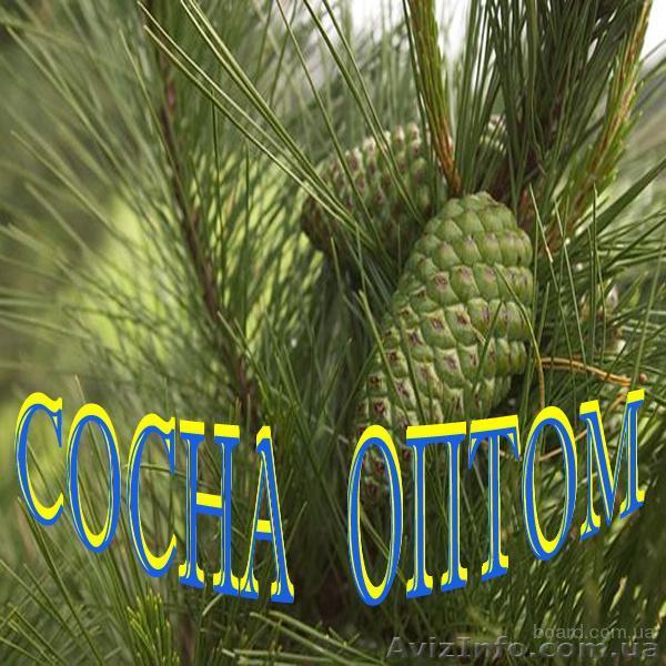 Продам сосну новогоднюю и крымскую оптом  - <ro>Изображение</ro><ru>Изображение</ru> #1, <ru>Объявление</ru> #1000224