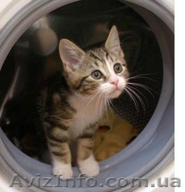 Ремонт стиральных машин автомат на дому у заказчика По Харькову. - <ro>Изображение</ro><ru>Изображение</ru> #1, <ru>Объявление</ru> #986026