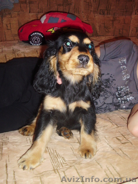 Спаниельчик английский - <ro>Изображение</ro><ru>Изображение</ru> #1, <ru>Объявление</ru> #997495