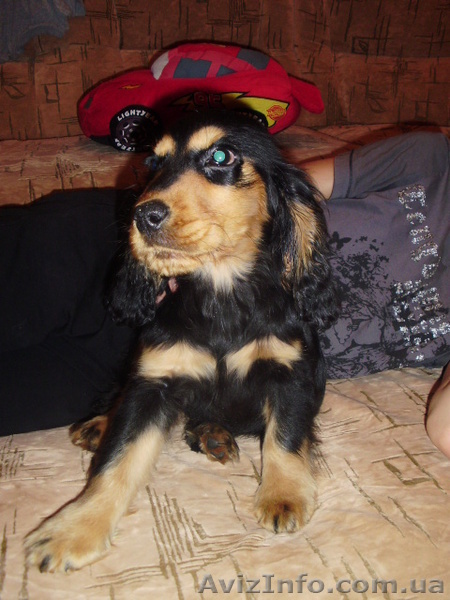 Девочка английского кокер-спаниельчика - <ro>Изображение</ro><ru>Изображение</ru> #1, <ru>Объявление</ru> #997497