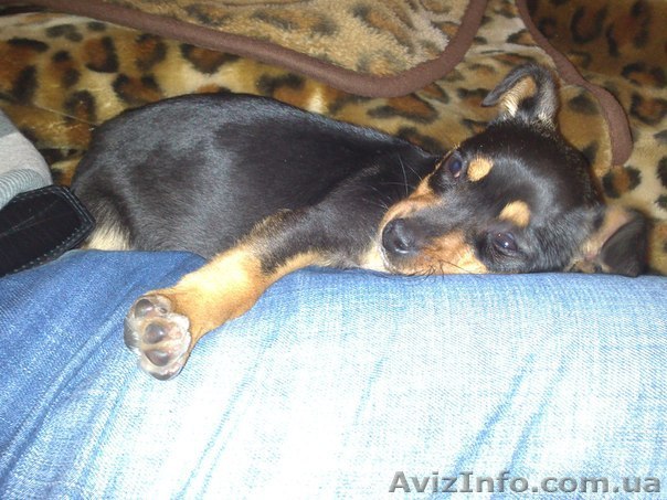 продам той -терьерчика - <ro>Изображение</ro><ru>Изображение</ru> #1, <ru>Объявление</ru> #986977