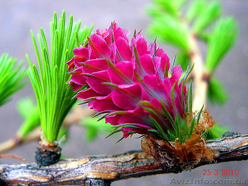 Лиственница европейская опадающая (Larix decidua) h 4.00m - h 6.00m - <ro>Изображение</ro><ru>Изображение</ru> #1, <ru>Объявление</ru> #1005970