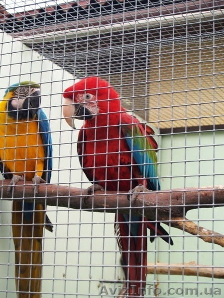 Ары зеленокрылые, сине-желтые, разводные пары - <ro>Изображение</ro><ru>Изображение</ru> #1, <ru>Объявление</ru> #1005217