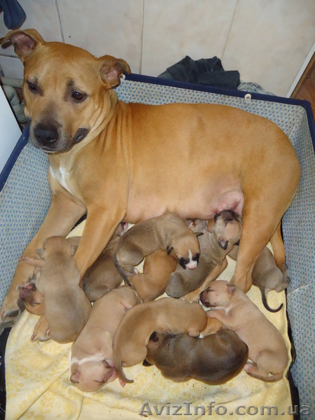 продам щенков стафа - <ro>Изображение</ro><ru>Изображение</ru> #1, <ru>Объявление</ru> #1007129