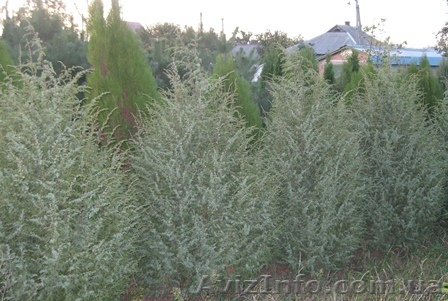  Можжевельник обыкновенный 300+см - <ro>Изображение</ro><ru>Изображение</ru> #1, <ru>Объявление</ru> #1004447