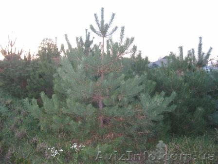 Сосна обыкновенная 400+см - <ro>Изображение</ro><ru>Изображение</ru> #1, <ru>Объявление</ru> #1004463