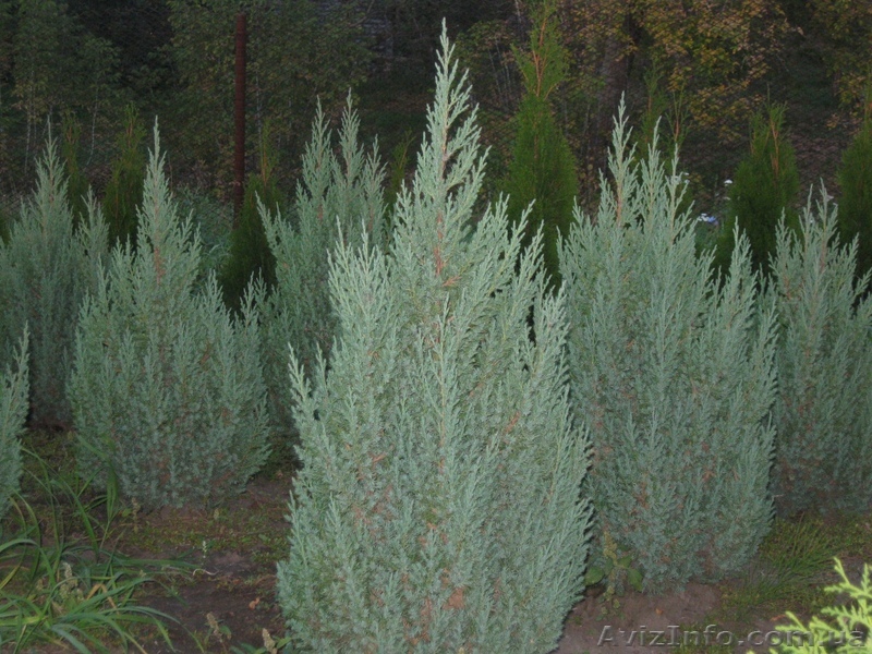 Можжевельник китайский Стрикта 140-160см - <ro>Изображение</ro><ru>Изображение</ru> #1, <ru>Объявление</ru> #1004451