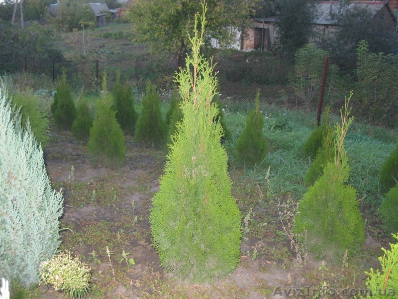Туя западная Смарагд 300-350 см - <ro>Изображение</ro><ru>Изображение</ru> #1, <ru>Объявление</ru> #1004443