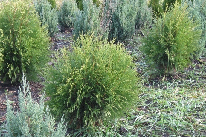 Туя западная Ховей 140-160 см - <ro>Изображение</ro><ru>Изображение</ru> #1, <ru>Объявление</ru> #1004429